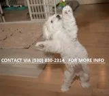 Mnbtt outstanding maltese pups for sale