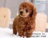 Stunning akc reg tea cup poodle pups