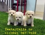 Sweat face m/f poodle puppies for sale