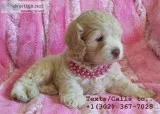 Outstanding baby face poodle pup 4 sale
