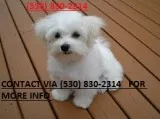 Mnhgt boy and girl maltese puppies 4 sal