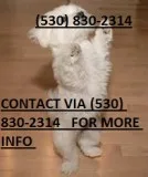 Nbhgt smart maltese puppies for sale mwk