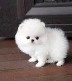 Sweet cute pomeranian puppies for sale