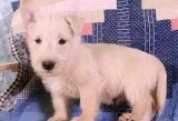 Dmnfdjh scottish terrier puppies