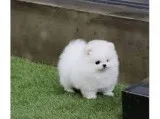 Adorable pomeranian boy for adoption