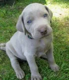 Rerehi weimaraners puppies