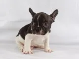 Baby-french bulldog puppy for sale