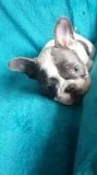 Cute french bulldog for sale 