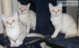 Gorgeous burmilla and asian tabby female