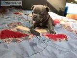 Waka french bulldog puppy for sale