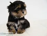 Yorkie cross pochoon