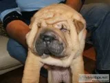 Chubbish shar-pei babies for sale