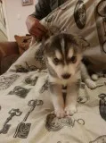 Siberian husky 