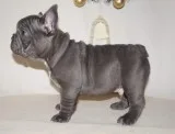  french bulldog text 503 x 832 x 0410