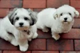 Shih tzu puppies available 