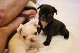 French bull dog puppies for sale 