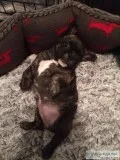 Clo- french bulldog puppy for sale 