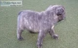 G- french bulldog puppy for sale 