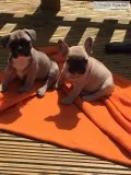Daniella- french bulldog puppy for sale 