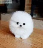 Awesome pomeranian puppies available
