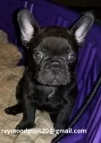 Sds sweet french bulldog puppies ready