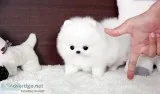 Playful pomeranian puppies available 