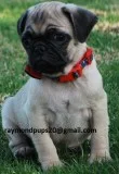Sdtrained pug puppies ready for adoption