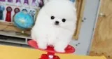 Adorable pomeranian puppies avaible