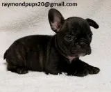 Rsre sweet french bulldog puppies ready