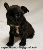 Ertd sweet french bulldog puppies ready