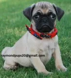 Rktrained pug puppies ready for adoption
