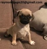 Utrained pug puppies ready for adoption