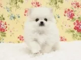Sweet pomeranian puppies available