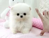Teacup pomeranian puppies available
