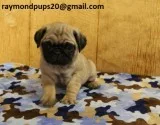 Strained pug puppies ready for adoption