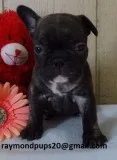 Gfde sweet french bulldog puppies ready