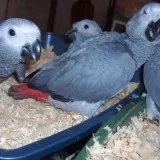 Parrots and parrots eggs for sale