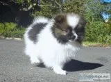 Pomeranian puppies available now