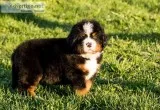  quality bernese mountain dog puppies:
