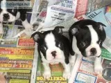 Boston terrier puppies for sale