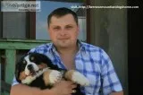 Bernese mountian dog 30% off