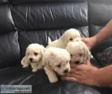 Gorgeous bichon frise puppies for sale 