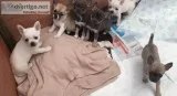 Chihuahua puppies ready now