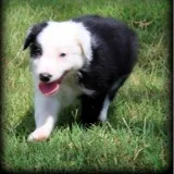 Fantastic border collies puppies ready n