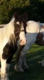 Young mare cob horse male and female fo