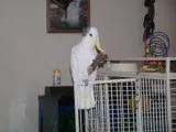 Umbrella cockatoo parrots with cage