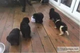 Newfoundland puppy for sale