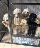 Standard poodle puppies available for