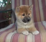 Family raised shiba inu puppies for sale