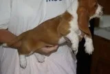 Basset hound puppies ready to leave